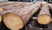Gỗ Pơ Mu là gì Đặc điểm, ưu nhược điểm và cách nhận biết gỗ Pơ Mu Gỗ Pơ Mu là gì Đặc điểm, ưu nhược điểm và cách nhận biết gỗ Pơ Mu