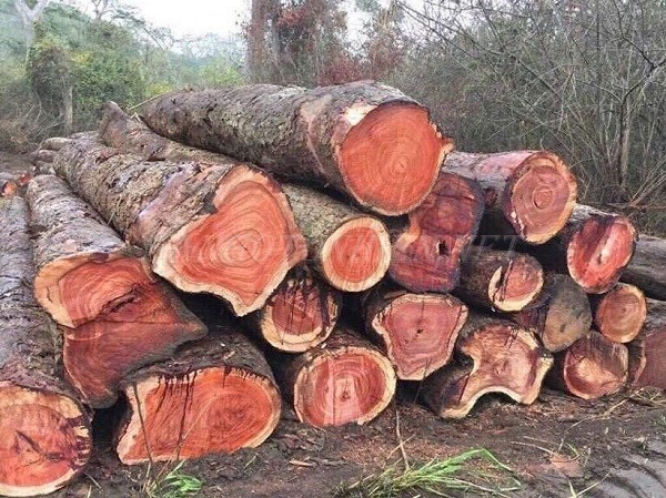 Gỗ Hương có mấy loại? Cách phân loại gỗ Hương Gỗ Hương có mấy loại? Cách phân loại gỗ Hương