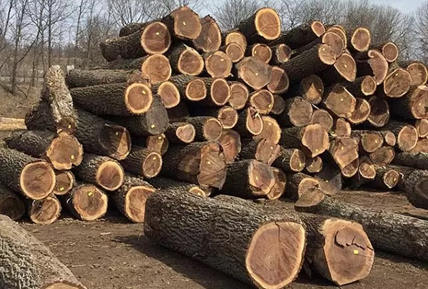 Bãi tập kết gỗ Óc Chó