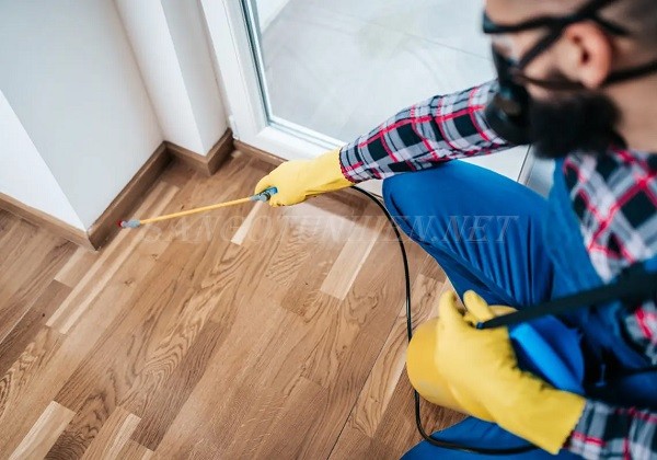 Các biện pháp ngăn chặn để ngăn mối mọt trở lại