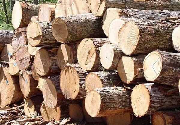 Cưa hạ và vận chuyển gỗ về nhà máy