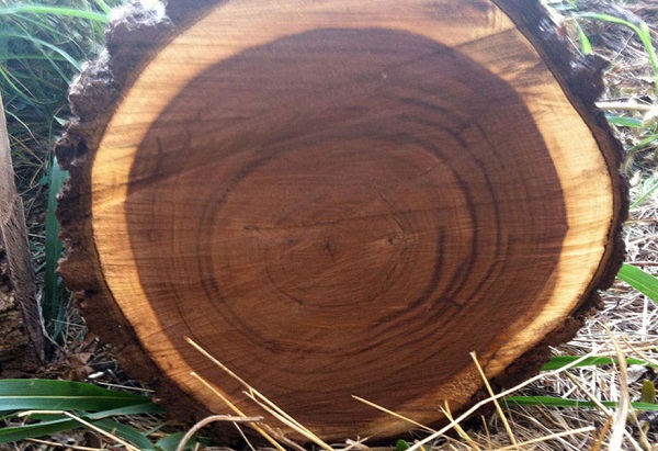 Gỗ Óc Chó Mỹ (American Black Walnut)