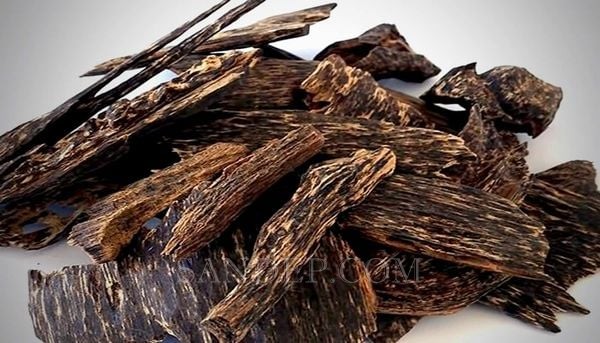 Gỗ Agarwood (Trầm Hương) – Loại gỗ có giá trị cao nhất thế giới