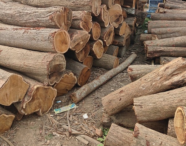 Gỗ keo là gì