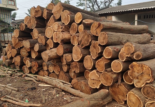 Gỗ keo tròn nguyên liệu