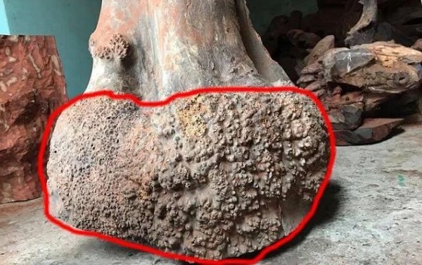 Thân cây gỗ Nu Hương
