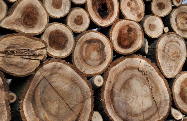 Gỗ Óc Chó là gì