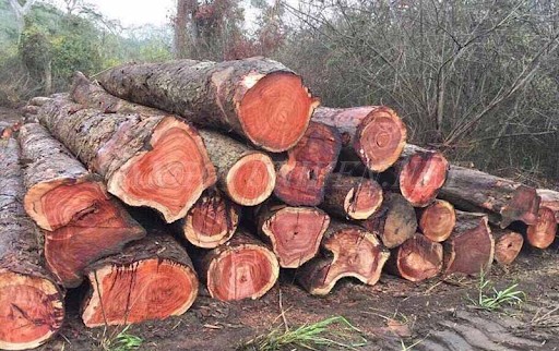 Khai thác và chuẩn bị nguyên liệu