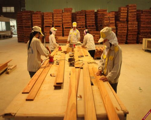 nhà máy gỗ 2