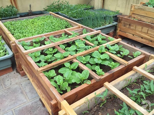 Tự làm vườn rau bằng gỗ Pallet